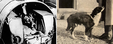 Cinco ladridos en nombre de la ciencia: perros que ayudaron al progreso científico/ Wikimedia Commons