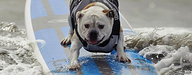 Uno de los perros que compite en el campeonato de surf canino en California. (Reuters)