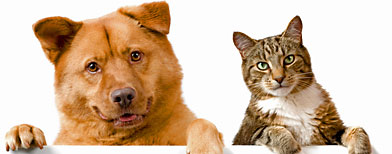 Estudio evalúa las cualidades intelectuales de los perros y gatos / Foto: Thinkstock