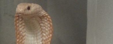 Ular kobra (Foto: Associated Press)