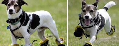 Anjing alergi rumput (Foto: Inilah.com)