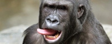Gorila (Getty Images/Tim Boyle)