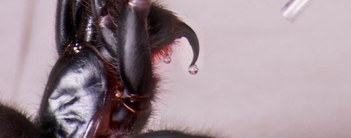 Laba-laba pemintal jaring khas Australia (Foto: CNNGo/Australian Reptile Park)