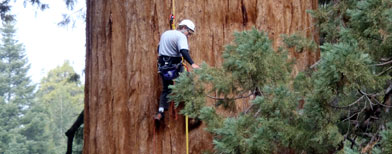 In this October, 2010, photo provided by Archangel Ancient Tree Archive, group member Jake Milarch climbs the Waterfall Tree, a famed giant sequoia that measures 155 feet in circumference at bottom, near Camp Nelson, Calif. Milarch gathered cuttings from the tree to develop clones for Archangel's project to restore ancient forests. (AP Photo/courtesy of Archangel Ancient Tree Archive)