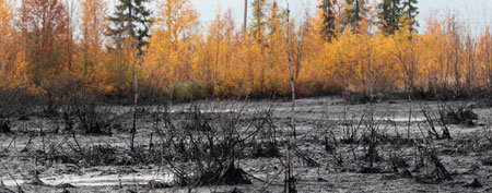 In this Saturday, Sept. 10, 2011 photo, an oil spill near the town of Usinsk, 1500 kilometers (930 miles) northeast of Moscow. Komi is one of Russia's largest and oldest oil provinces but ruptures in aging pipelines and leaks from decommissioned oil wells make oil spills in the region routine. (AP Photo/Dmitry Lovetsky)