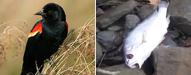 (L-R) Red-winged blackbird (Thinkstock), Drum fish in Ark. (CNN)