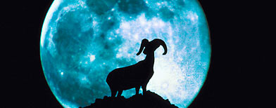 Silhouette of bighorn sheep in front of full moon (Thinkstock)