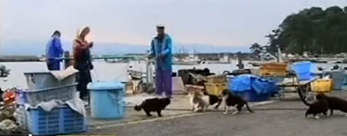 Tourists feed stray cats on Japan's "cat island." (YouTube)