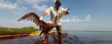 Plaquemines Parish coastal zone director P.J. Hahn lifts an oil-covered pelican which was stuck in oil at Queen Bess Island in Barataria Bay, just off the Gulf of Mexico in Plaquemines Parish, La., Saturday, June 5, 2010. (AP Photo/Gerald Herbert)