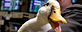 The Aflac duck mascot visits the floor of the New York Stock Exchange Thursday, Feb. 25, 2010 to celebrate his 10th anniversary representing the company. (AP Photo/Richard Drew)
