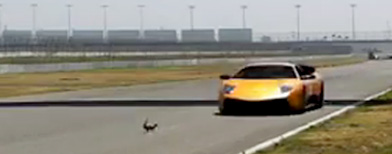 A squirrel crosses paths with a speeding sports car going 150 km per hour and somehow survives.