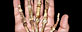 Hand bones of the Australopithecus sediba (AP)