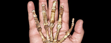 Hand bones of the Australopithecus sediba (AP)