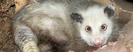 Heidi the opossum. (Sebastian Willnow/AP Photo)