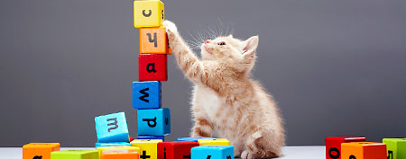 Cat playing with blocks. (ThinkStock)