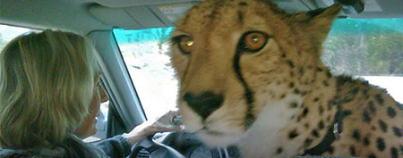 Cheetah on car ride (Cheetah Days/Cincinnati Zoo)