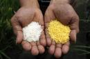 A scientist shows "Golden Rice" and ordinary rice at the International Rice Research Institute in Los Banos