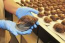 Handout photo of Giant African Snails confiscated at Los Angeles International Airport