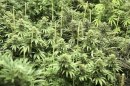 Cannabis plants that will soon be harvested grow at Northwest Patient Resource Center in Seattle