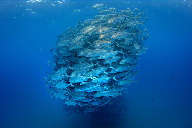 صور مذهلة لأسماك تعشق التصوير 6-CATERS-Diver-Takes-A-School-Photo-07-jpg_215024
