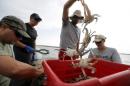 The Wider Image: Crab-Catching Blues
