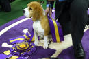 Miss P, a 15 inch Beagle, who won the 2015 Westminster Kennel Club Dog Show