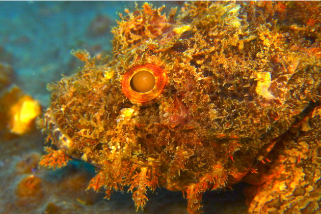 A pretty ugly scorpion fish rests on a rock in the waters off Pulau Redang, Malaysia. This fish is called the Scorpionfish because the spikes on it really sting like a scorpion.