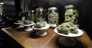 FILE - This Feb. 13, 2013 shows different strains of …