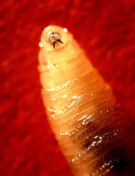 Un dolor de cabeza provocado por gusanos carnívoros Screwworm_larva
