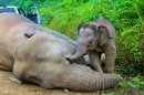 A pygmy elephant calf walks next to its dead mother in Gunung Rara Forest Reserve in the Malaysia's Borneo island