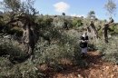 A Palestinian elderly woman collects olives from broken olive tree branches in the village of Qusra, northern West Bank, Tuesday, Oct. 9, 2012. Palestinian farmers say Jewish settlers from the nearby settlement of Eli cut more than 70 olive trees overnight. Olives are the backbone of Palestinian agriculture. (AP Photo/Nasser Ishtayeh)