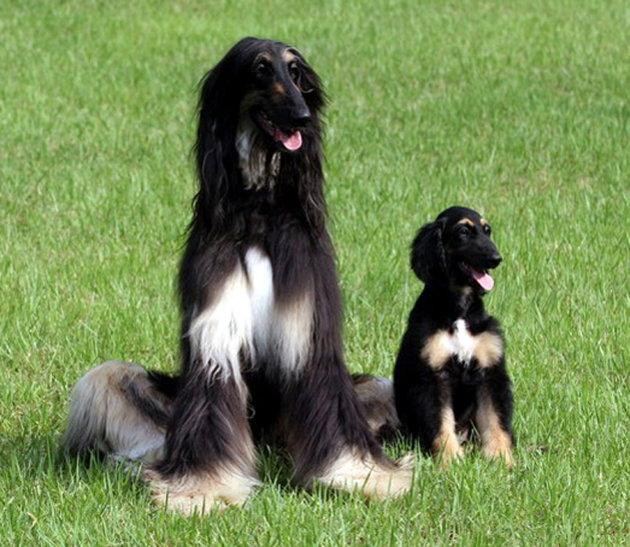 Snuppy (kanan), anjing jantan …
