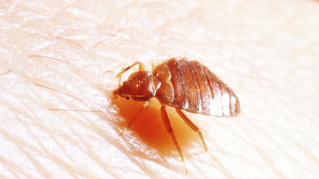 Bedbugs are on the rise again in the U.S., which means business is ...