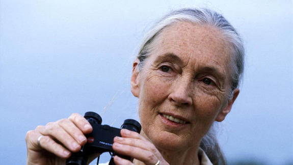 Post Chimp Work, Jane Goodall&amp;#39;s Passion for Conservation Still Going Strong . - jane-goodall