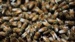 Beehive State nickname turns literal as honey bee colonies invade Utah houses