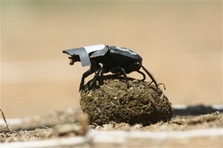 A species of South African dung beetle is seen in this undated handout photo from University of the Witwatersrand released January 25, 2013. REUTERS/Marcus Byrne/University of the Witwatersrand/Handout
