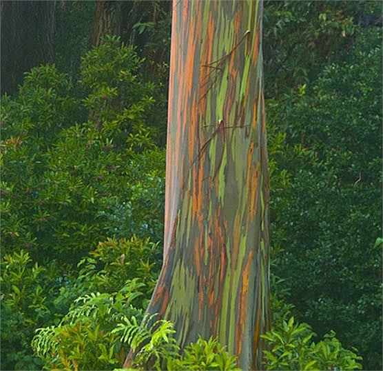 Những hình ảnh kỳ lạ về cây có 7 màu sắc