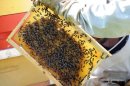 Un apicultor revisa una colmena