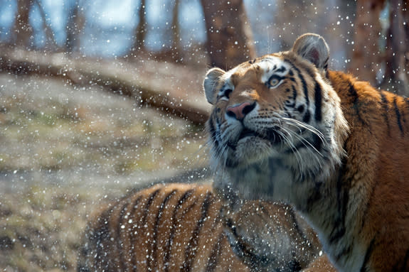 Elusive Siberian Tigers Captured in Brilliant Images (Photos)