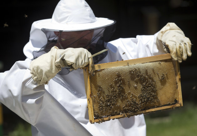 In this Wednesday, May 15, 2013 photo, a scientist inspects bees during a scientific experiment at the Faculty of Agriculture at Zagreb University. Croatian researches, working on a unique method to find unexploded mines that are littering their country and the rest of the Balkans, are confident they can use bees for detecting land mines. (AP Photo/Darko Bandic)