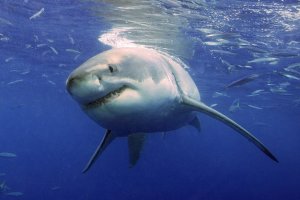 Weird Facts You Didn't Know About Sharks