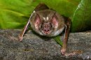 Vampire Bat Bites Help Shield Peruvians from Rabies