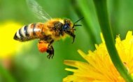 Δράμα: Οι μέλισσες φύλαγαν το χασίς!