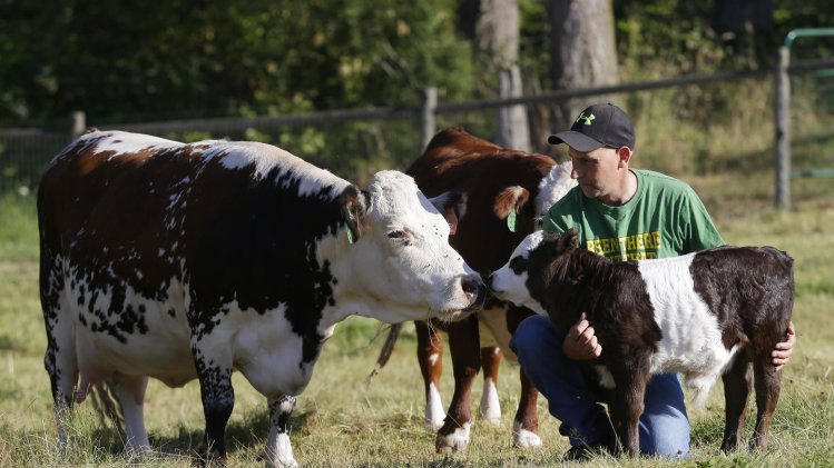John Bartheld holds "Peanut," right, a miniature Panda cow, Thursday, July 18, 2013, on his farm in Roy, Wash., as Peanut's mother "Midget," left, keeps an eye on him. Bartheld has been breeding miniature cows on his farm for seven years, hoping to recreate black and white markings in the pattern of a panda to make a “panda cow.” He succeeded on June 28, 2013 when Peanut was born. (AP Photo/Ted S. Warren)