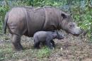 Sumatran rhino Ratu with her one-day old male baby Andatu beside her at the Sumatran Rhino Sanctuary in Way Kambas National Park in Lampung, Sumatra island, in a photo released by the Indonesian Ministry of Forestry on June 25, 2012