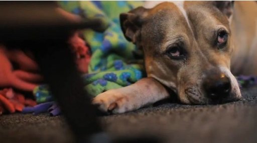 Συγκινητική ιστορία: Ταινία για τον σκύλο που έσωσε το αφεντικό του από τα ναρκωτικά πριν πεθάνει