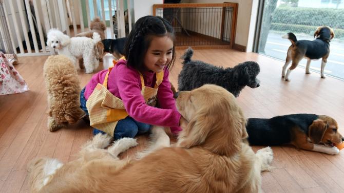 Rino Kakinuma, 7, plays with toy poodles, beagles and a golden retriever at the Dog Heart cafe in Tokyo, February 22, 2015
