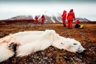 暖化哀歌…挪威發現餓死北極熊