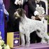 Oakley, a German wirehaired pointer and winner of the Sporting group, is posed for photographs during the 137th Westminster Kennel Club dog show, Tuesday, Feb. 12, 2013, at Madison Square Garden in New York. (AP Photo/Frank Franklin II)