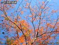 秋季山林大演變裝秀　台北市11條步道染紅